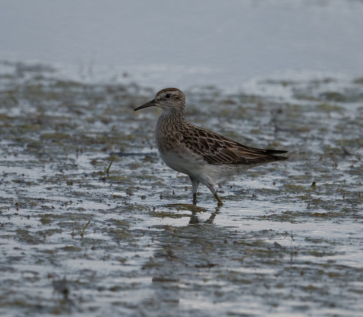 Sharp-tailed Sandpiper - ML626855615