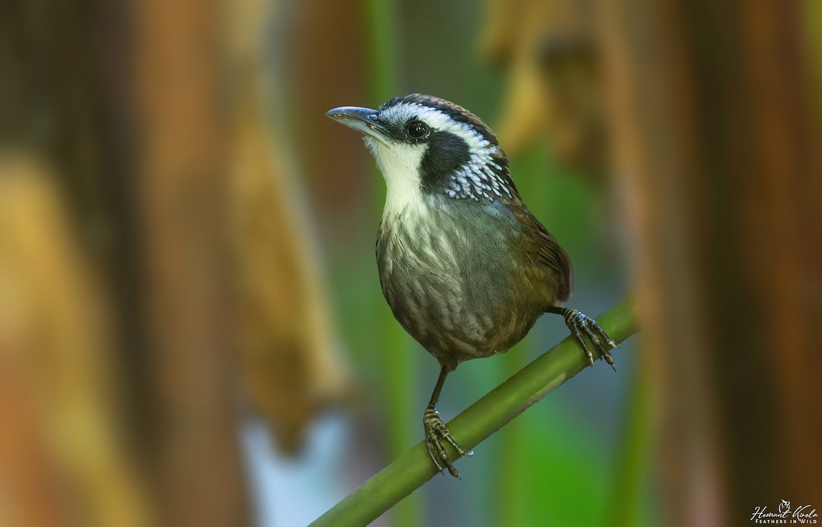 Snowy-throated Babbler - Hemant Kirola