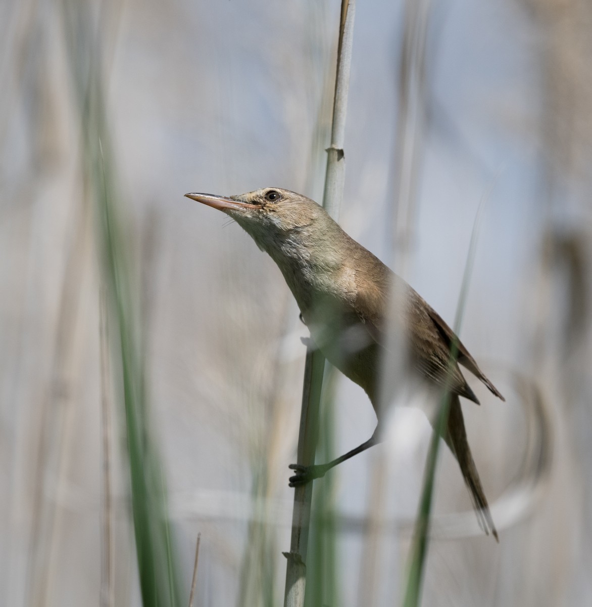 Australian Reed Warbler - ML626855637