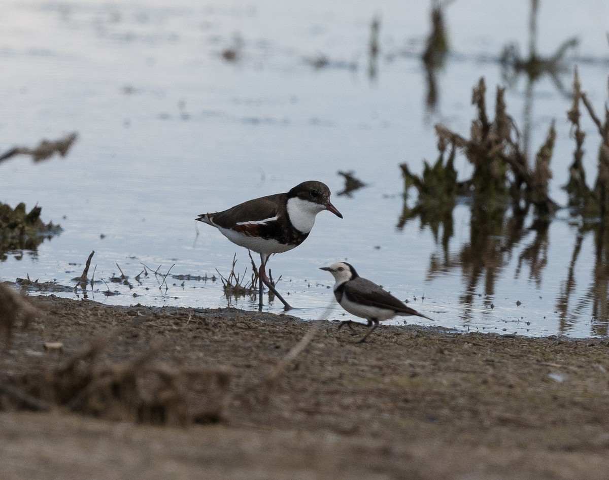 White-fronted Chat - ML626855644