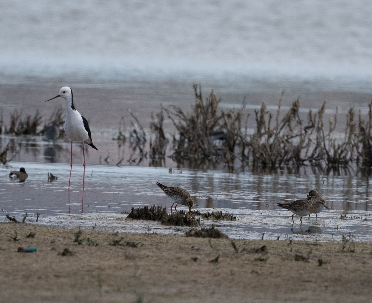 Pied Stilt - ML626855666