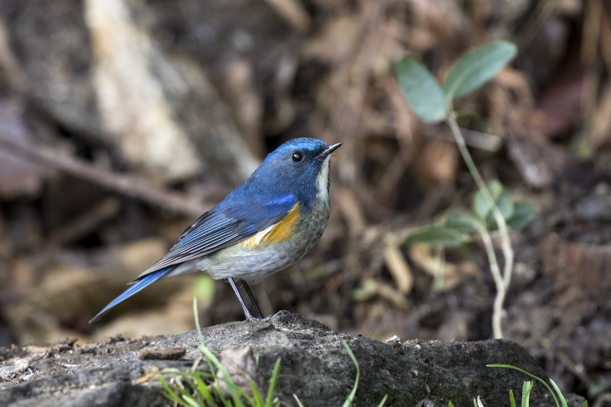Himalayan Bluetail - ML626855728