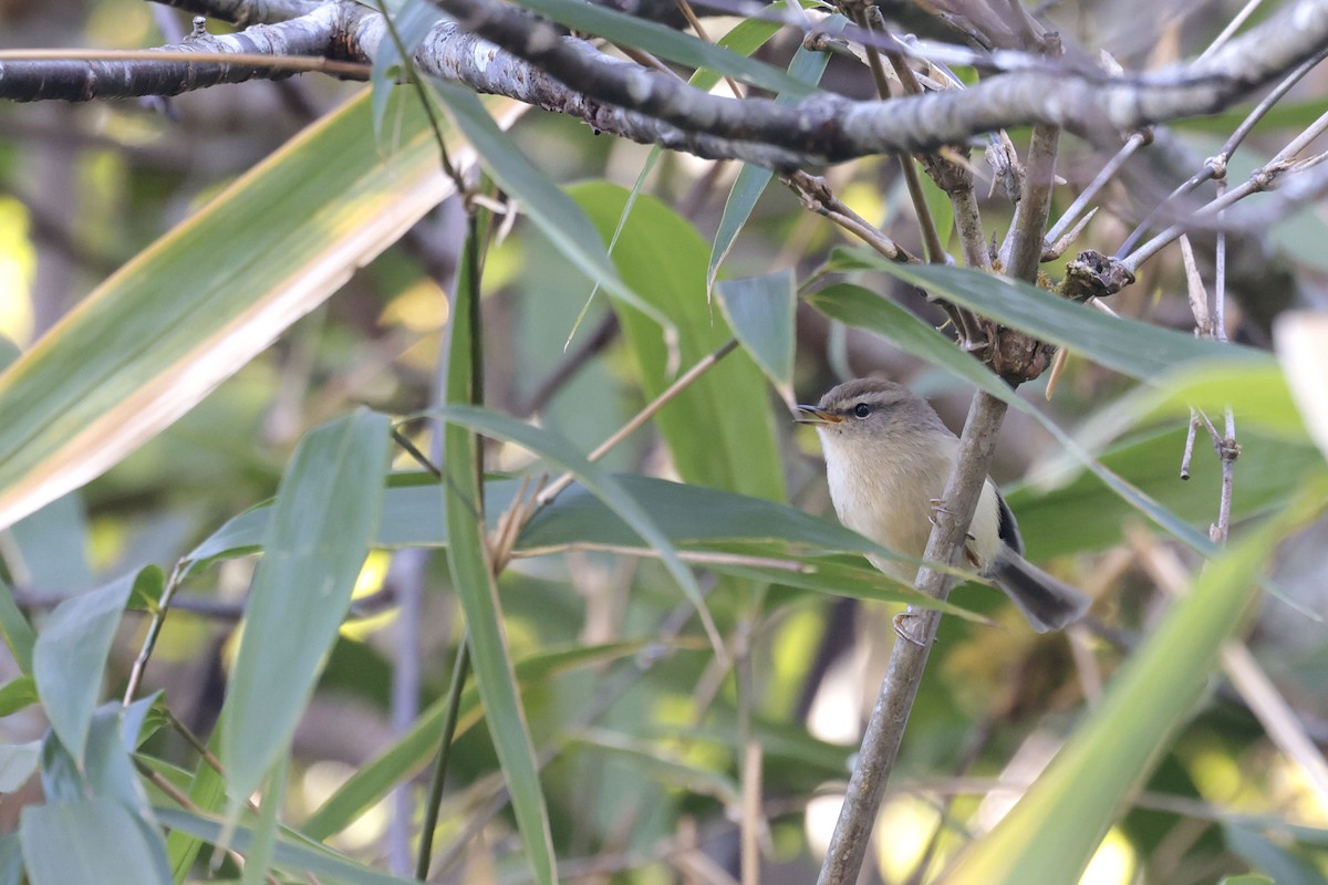 Hume's Bush Warbler - ML626855789