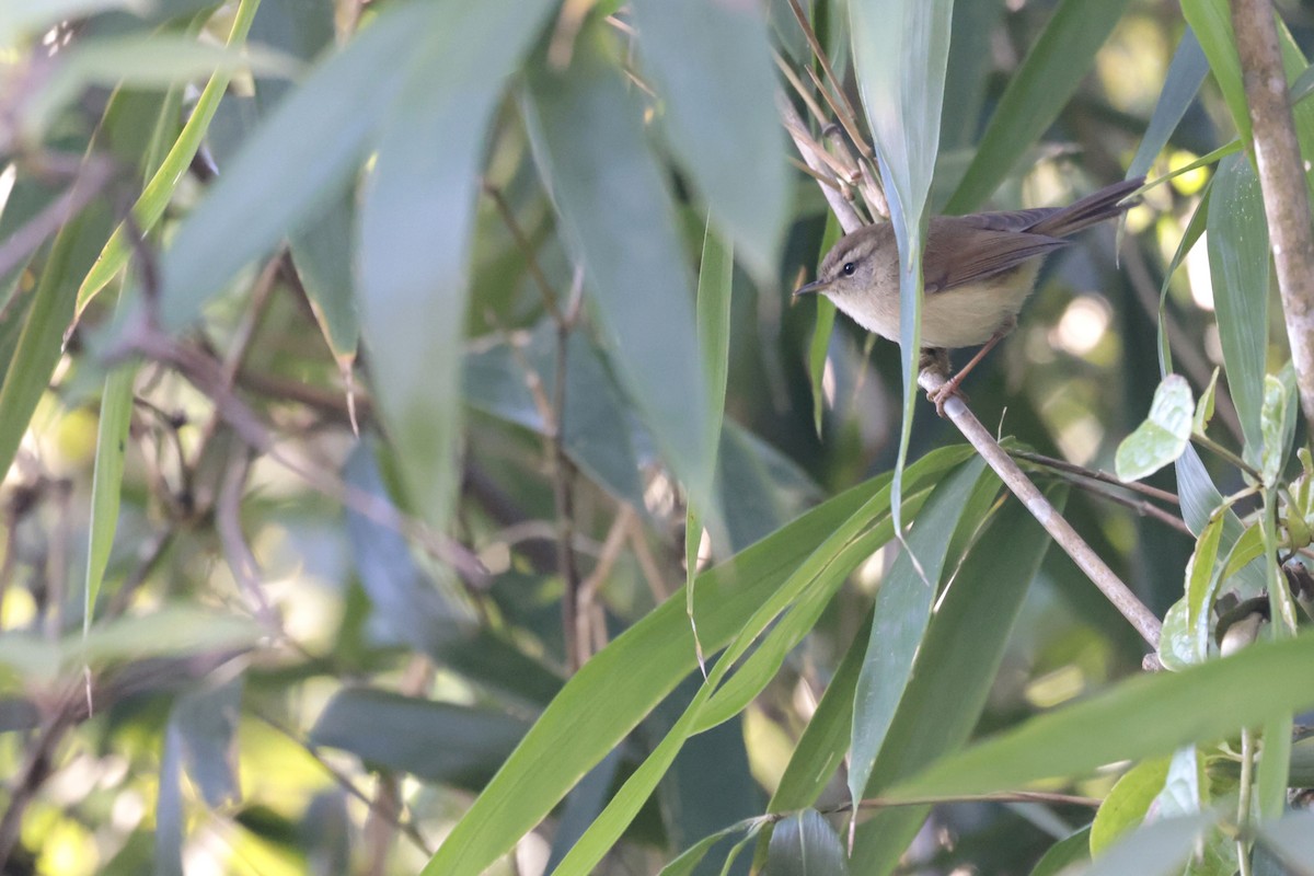 Hume's Bush Warbler - ML626855791