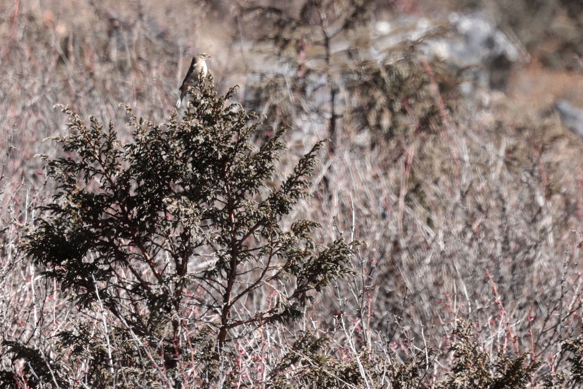 White-throated Redstart - ML626856089