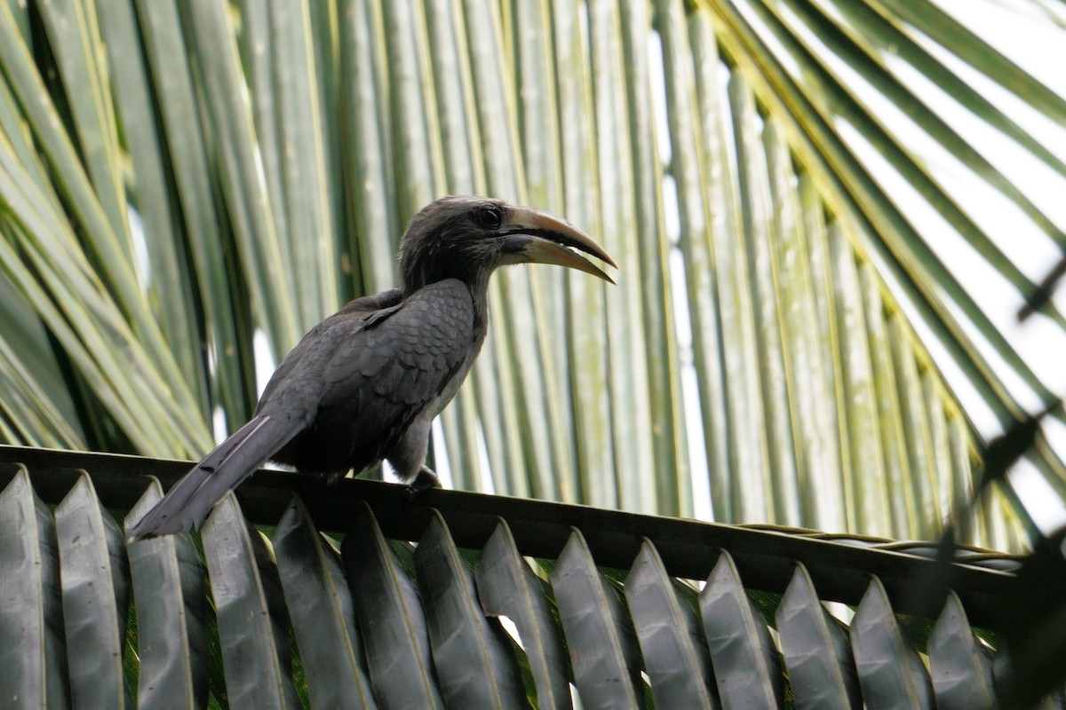 Malabar Gray Hornbill - ML626856434