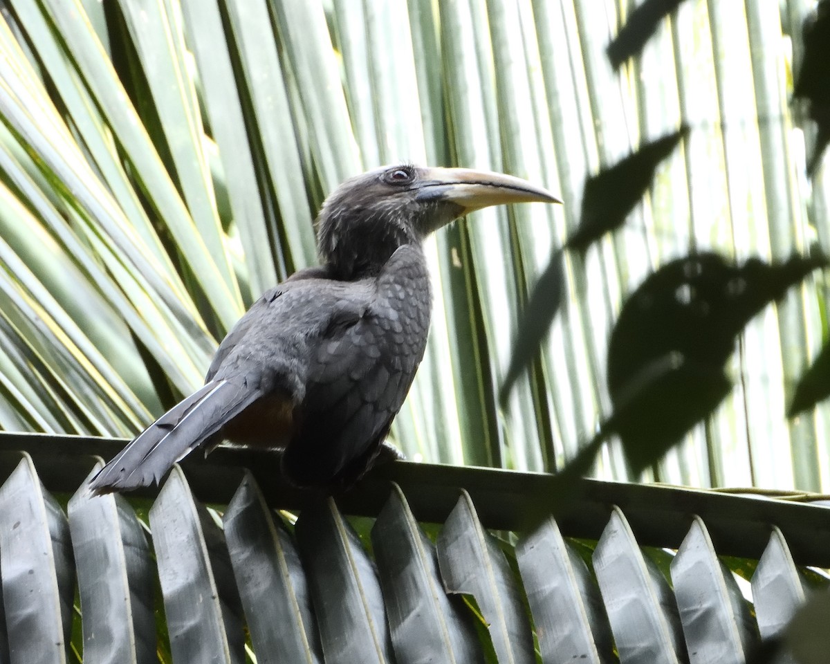 Malabar Gray Hornbill - ML626856435
