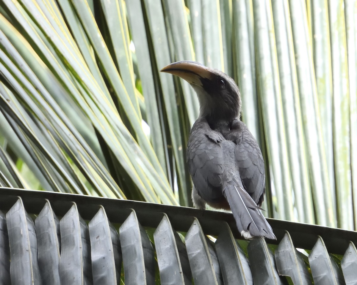 Malabar Gray Hornbill - ML626856436