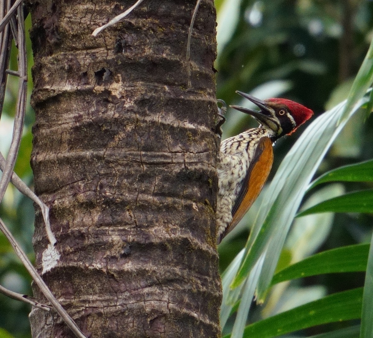 Malabar Flameback - ML626856441