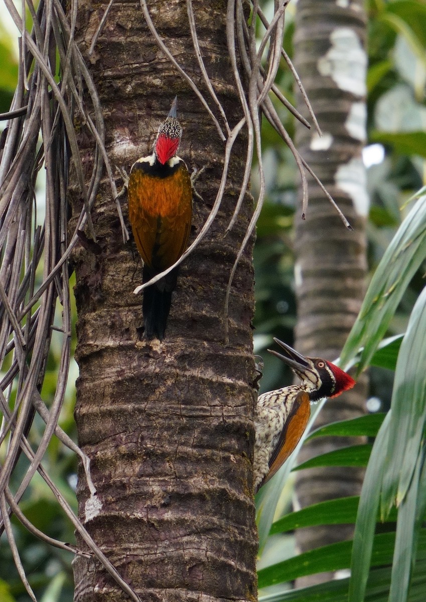 Malabar Flameback - ML626856442