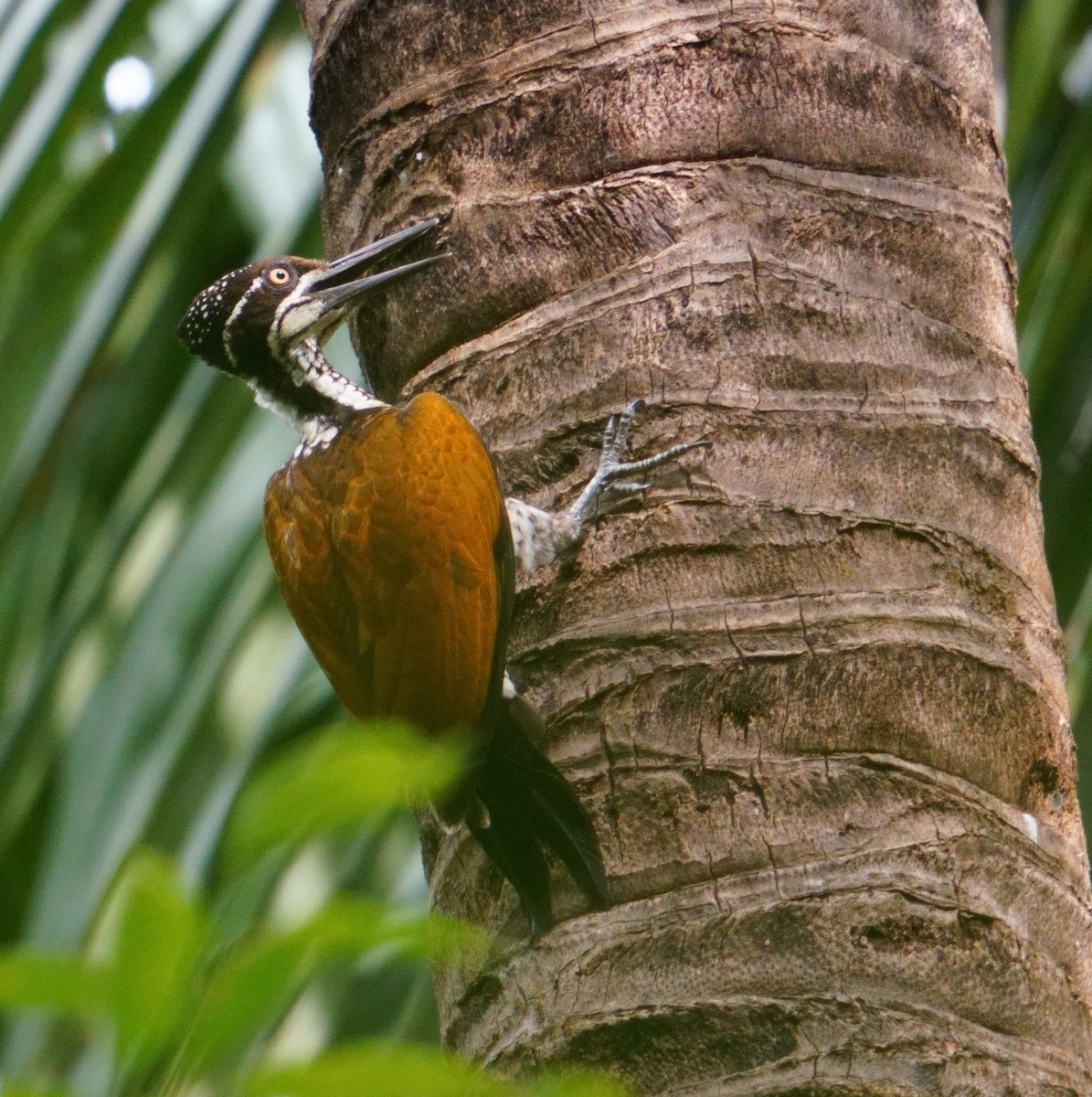 Malabar Flameback - ML626856443