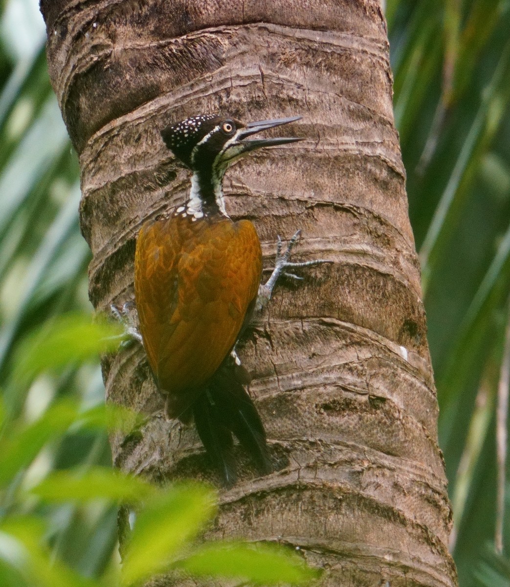 Malabar Flameback - ML626856444