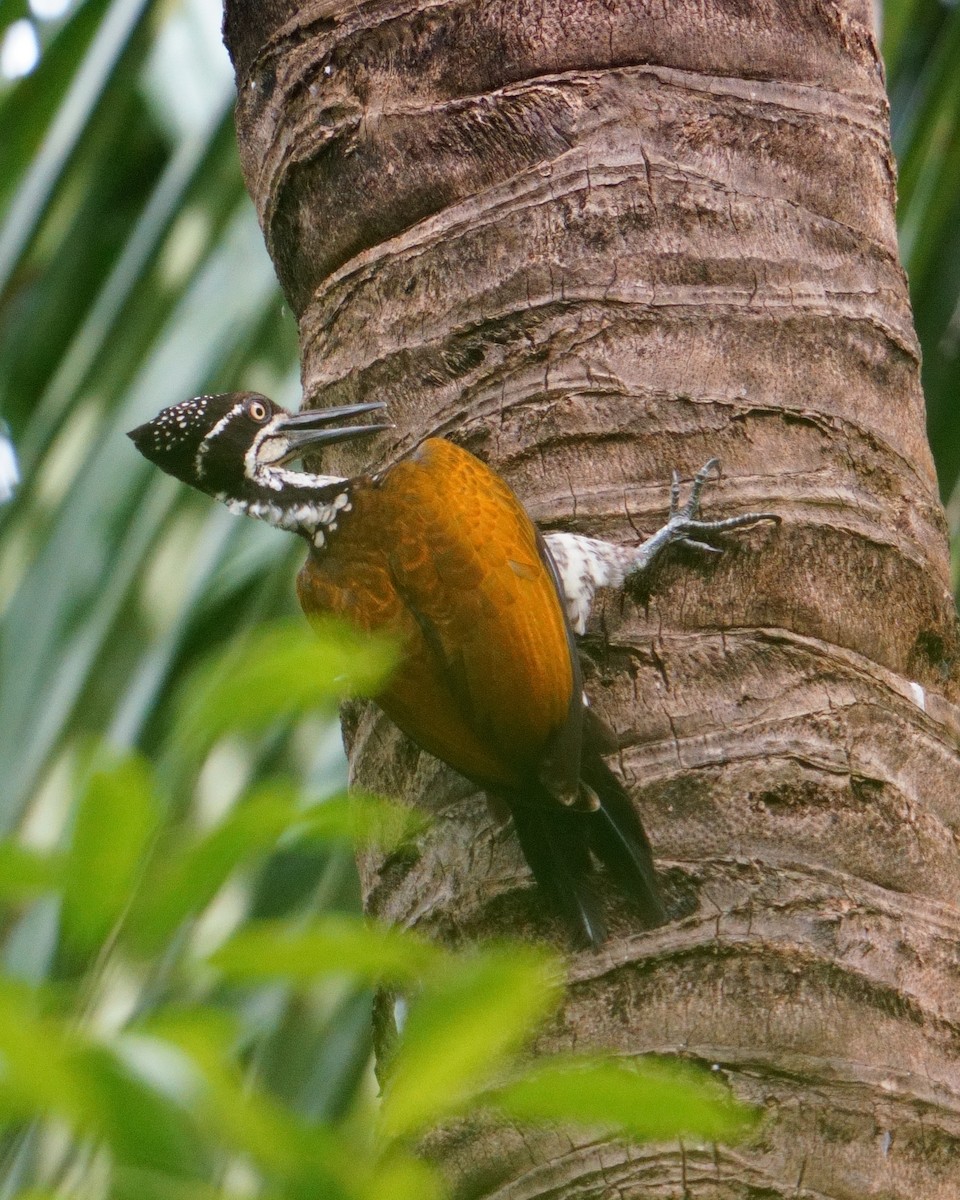 Malabar Flameback - ML626856445