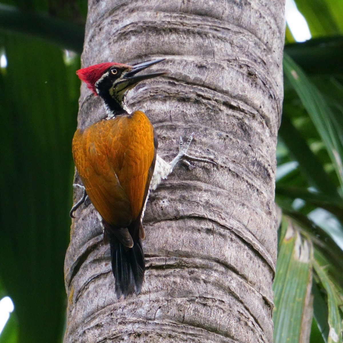 Malabar Flameback - ML626856446