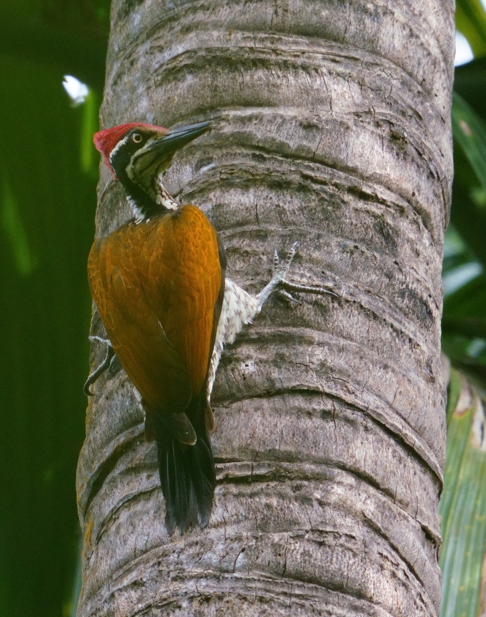 Malabar Flameback - ML626856447