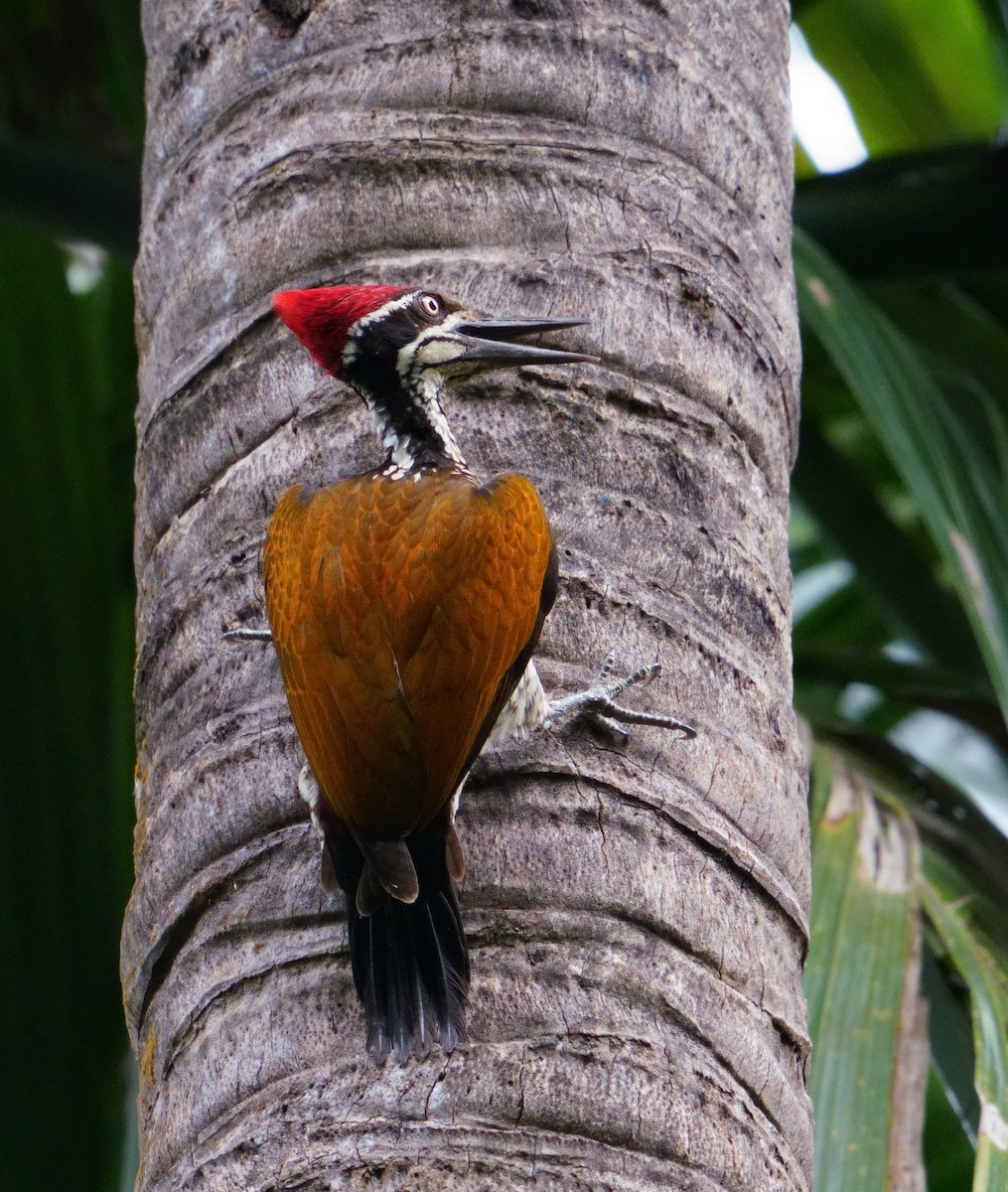 Malabar Flameback - ML626856448