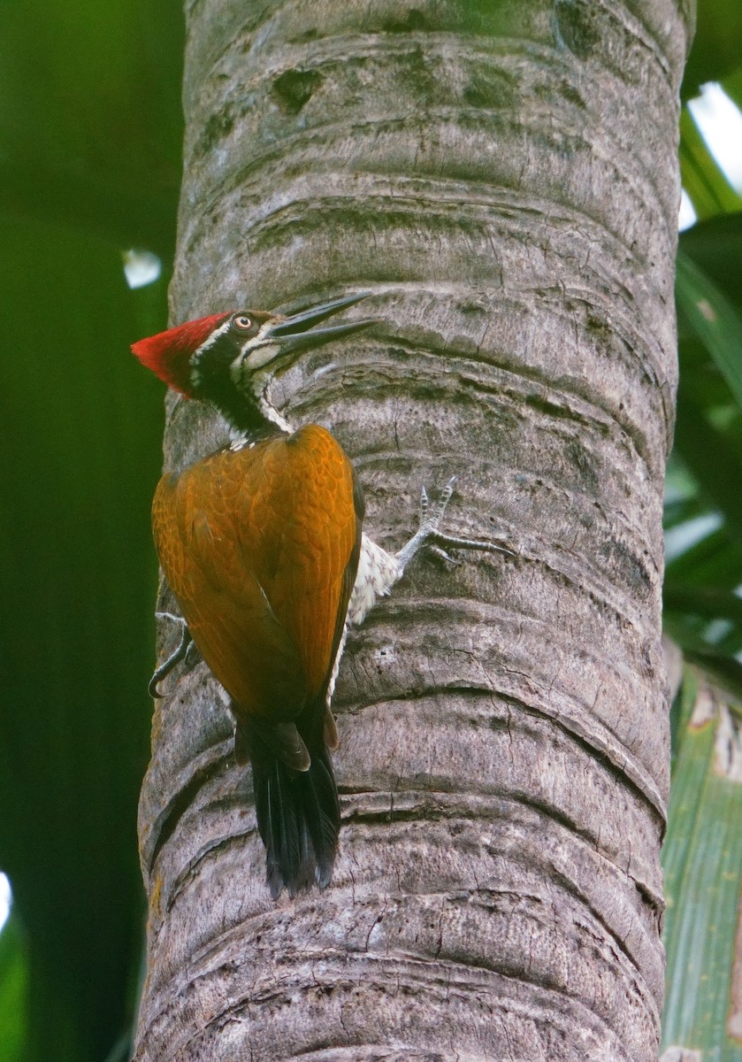 Malabar Flameback - ML626856449