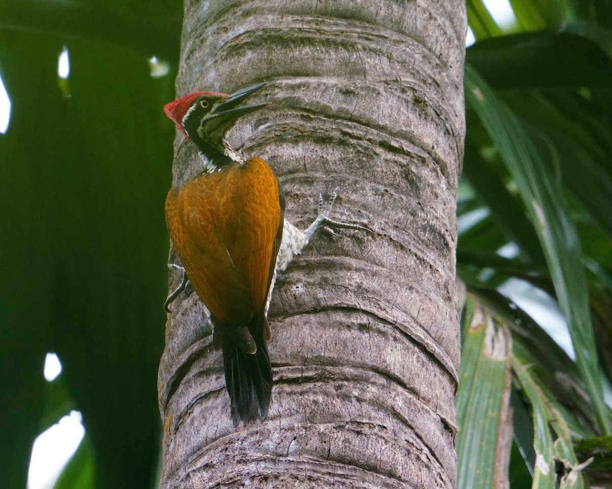 Malabar Flameback - ML626856450