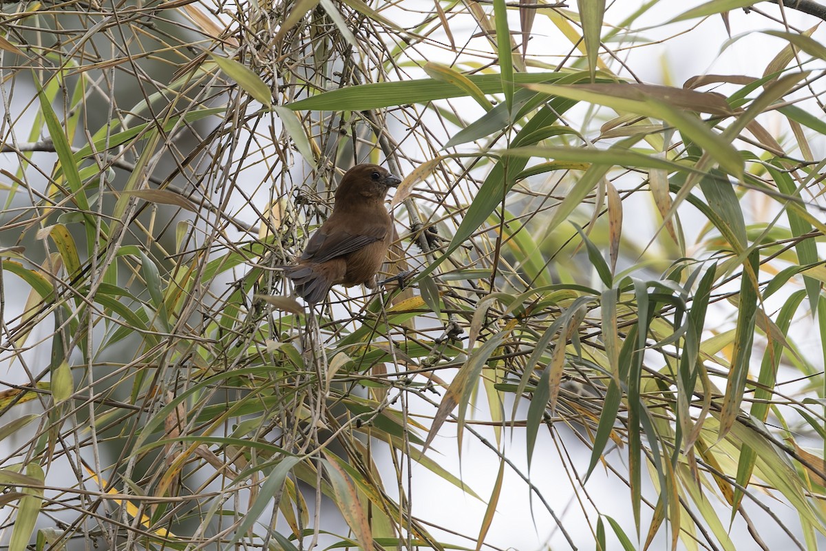 Ecuadorian Seedeater - ML626856586