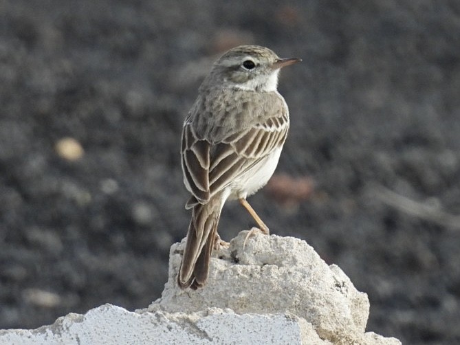 Berthelot's Pipit - ML626856611