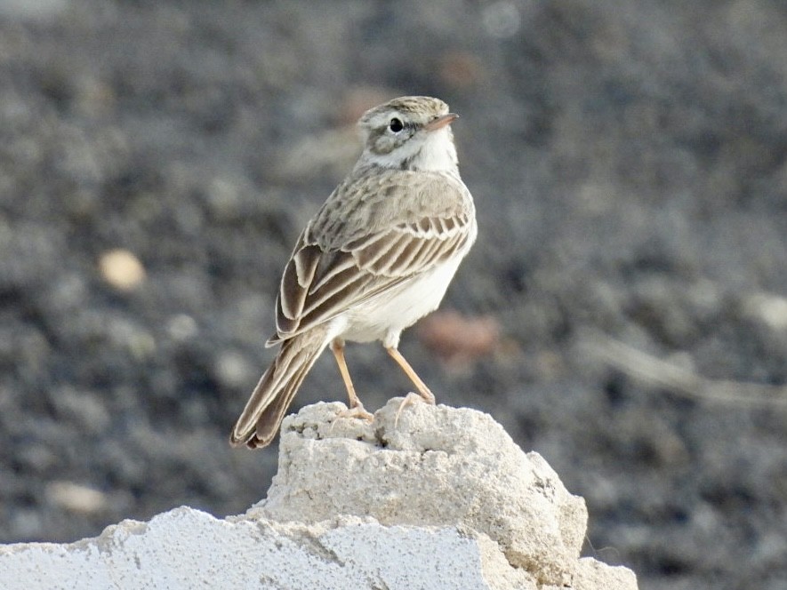 Berthelot's Pipit - ML626856612