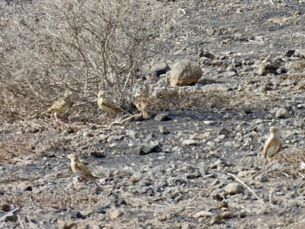 Mediterranean Short-toed Lark - ML626856643