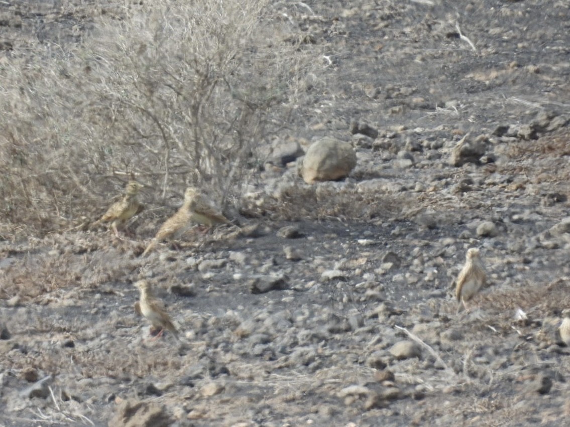 Mediterranean Short-toed Lark - ML626856644