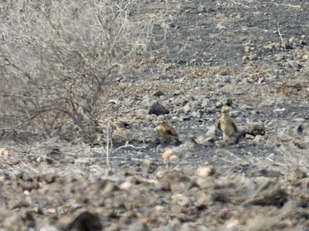 Mediterranean Short-toed Lark - ML626856645