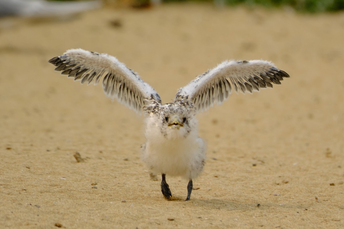 Great Crested Tern - ML626856762