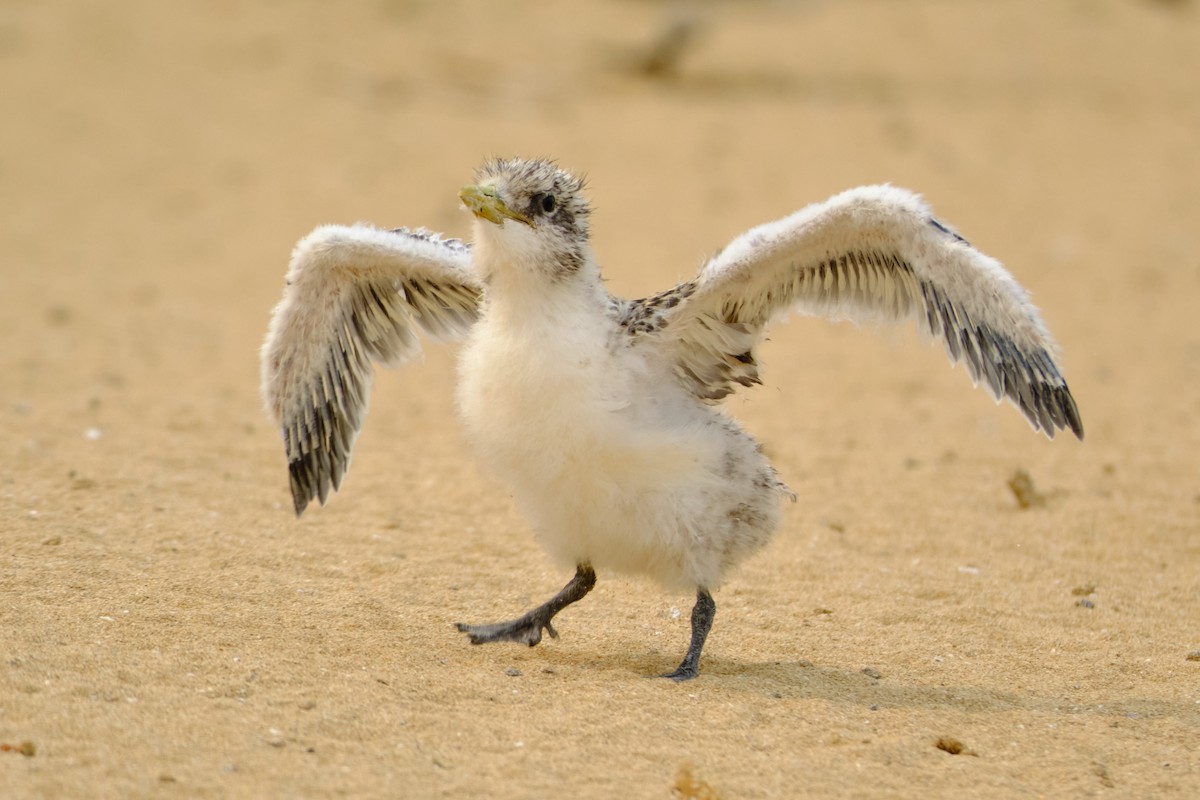 Great Crested Tern - ML626856763