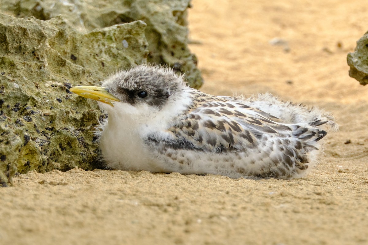 Great Crested Tern - ML626856764