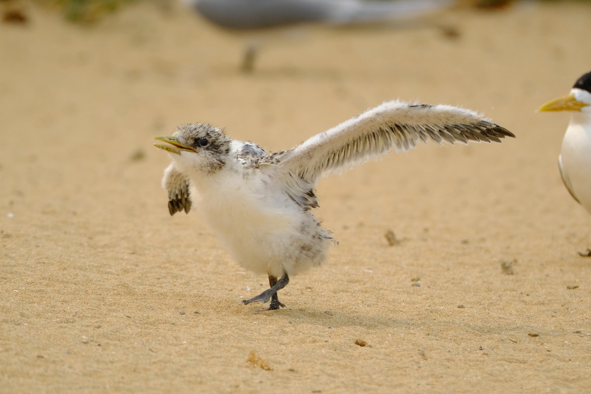 Great Crested Tern - ML626856765