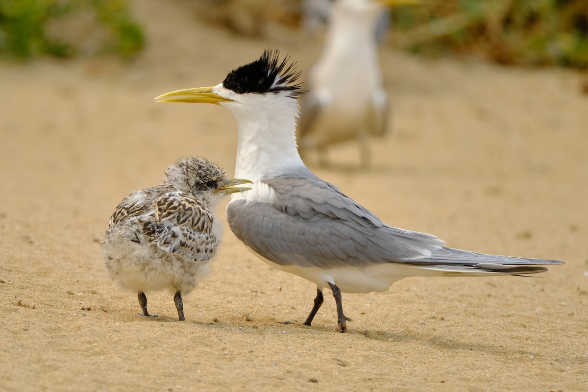 Great Crested Tern - ML626856766