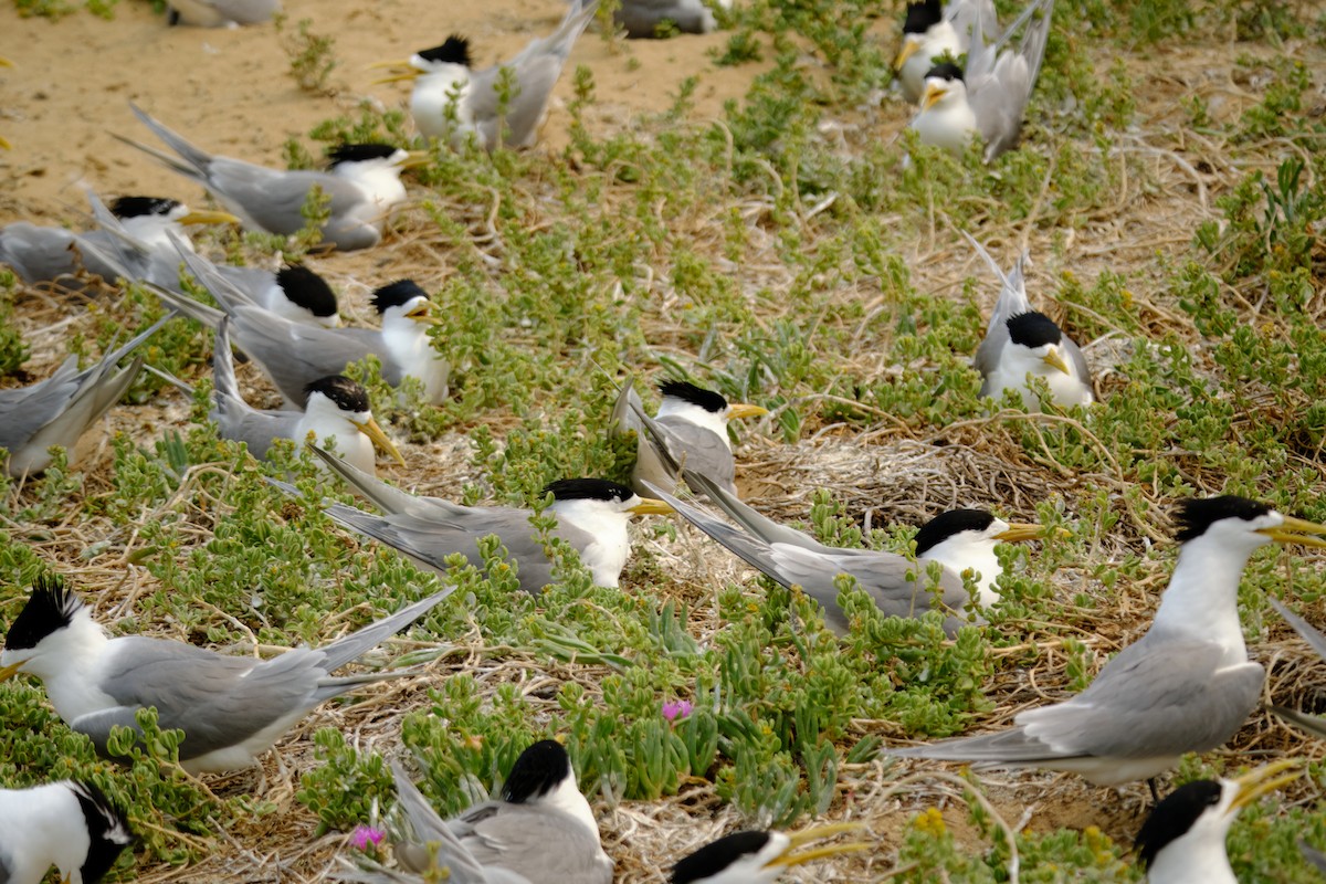 Great Crested Tern - ML626856767
