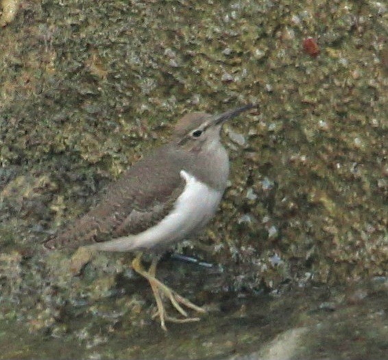 strandsnipe - ML626856791