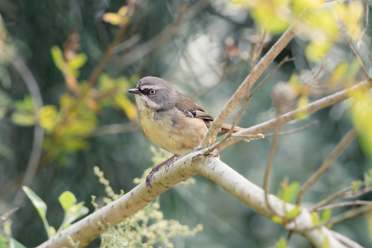 White-browed Scrubwren (White-browed) - ML626857152