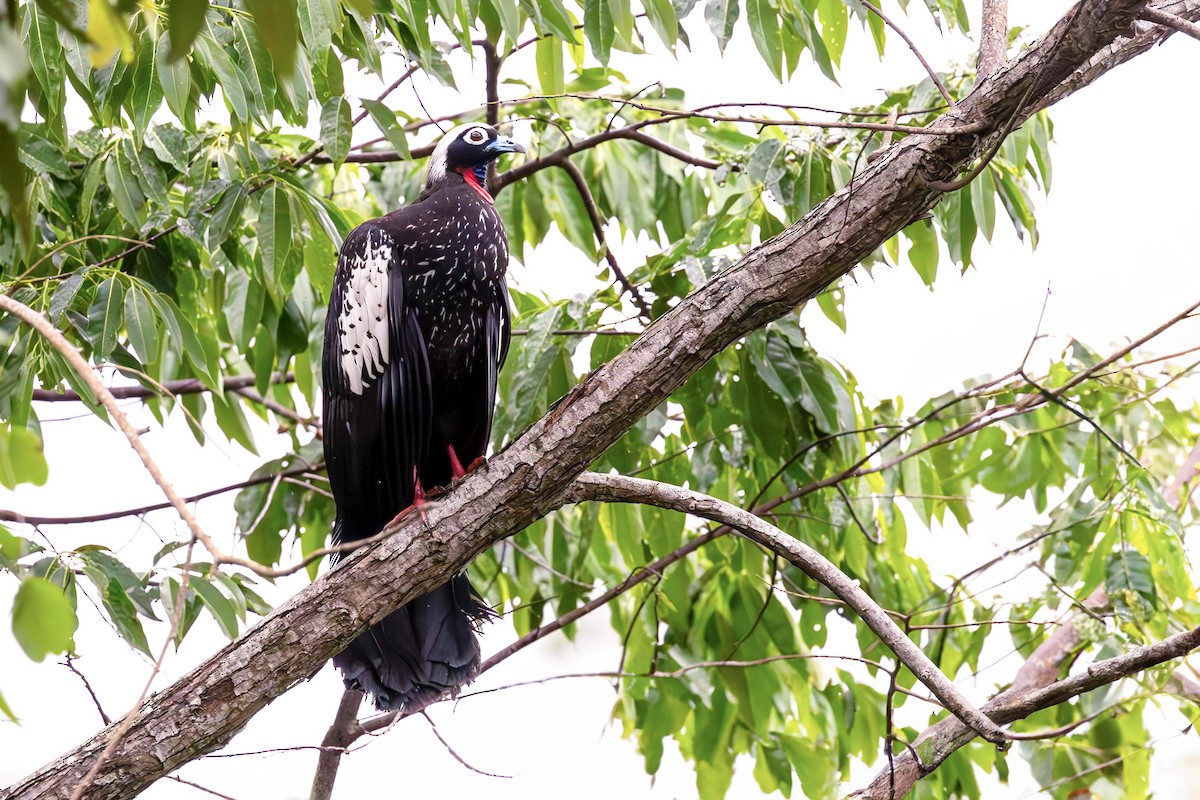 Black-fronted Piping-Guan - ML626857166