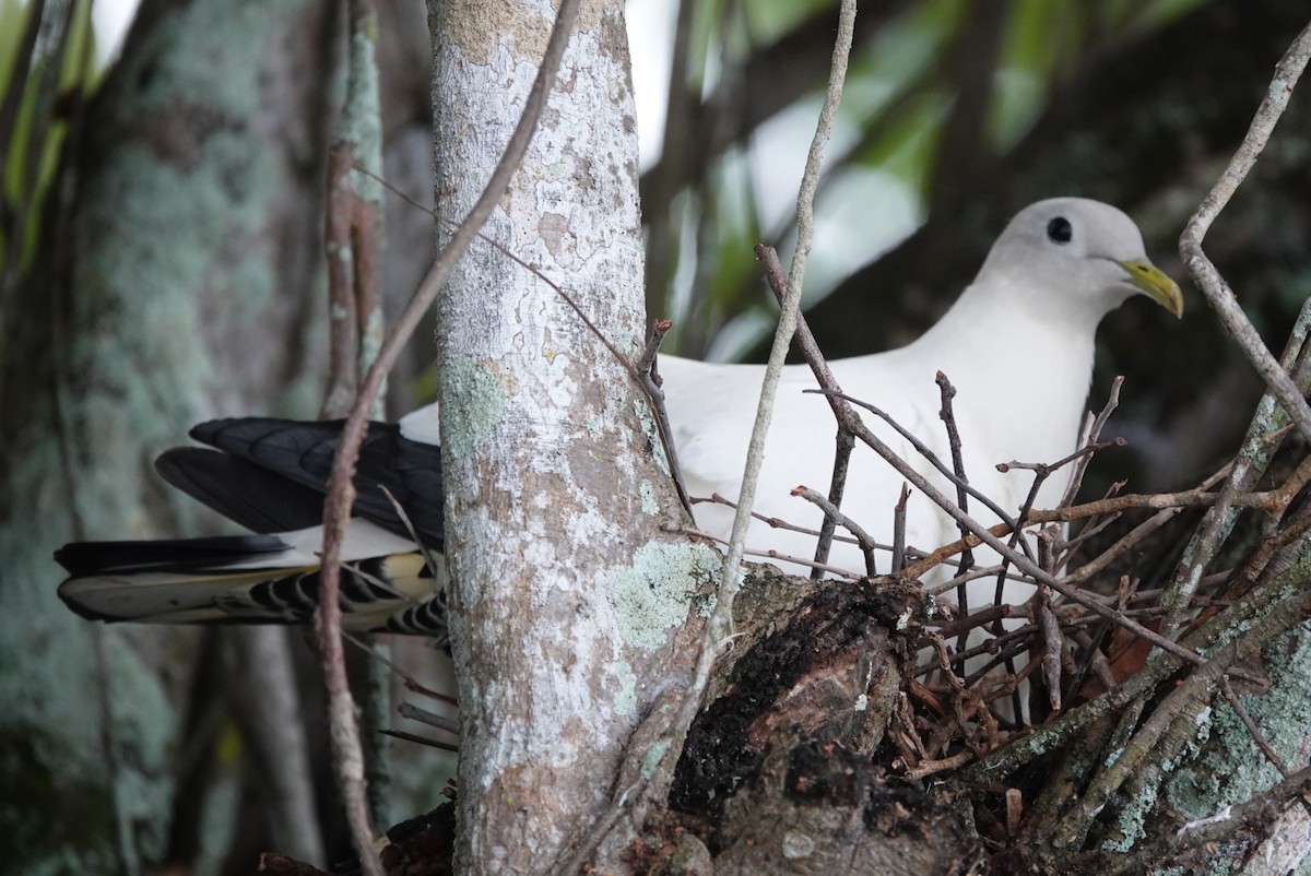 Torresian Imperial-Pigeon - ML626857298