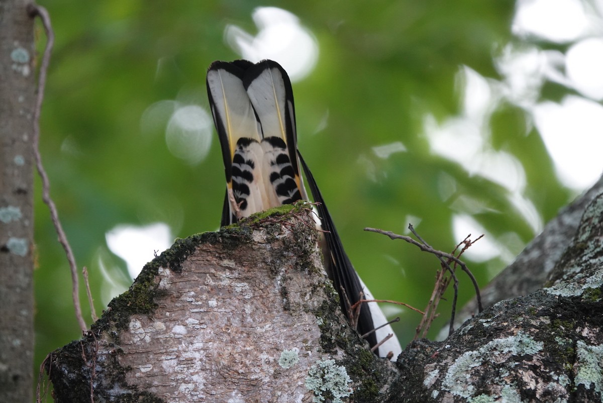 Torresian Imperial-Pigeon - ML626857299