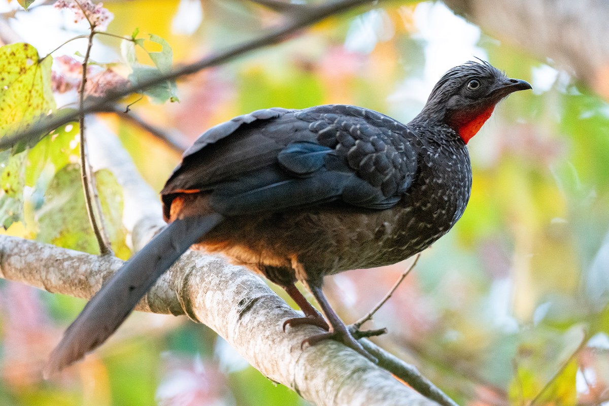 Band-tailed Guan - ML626857334
