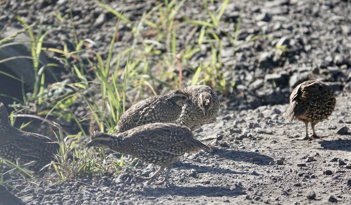 Spot-bellied Bobwhite - ML626857441