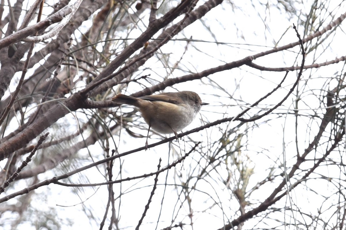 Tasmanian Thornbill - ML626857549