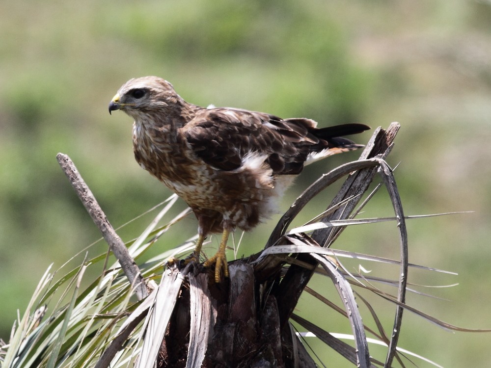 Mäusebussard (vulpinus/menetriesi) - ML626857579