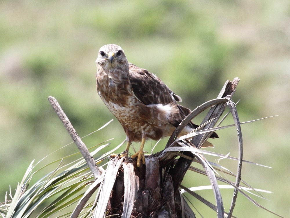 Mäusebussard (vulpinus/menetriesi) - ML626857580