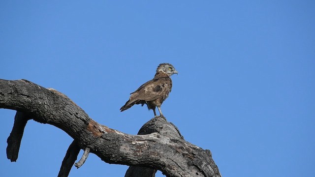 Brown Snake-Eagle - ML626857609