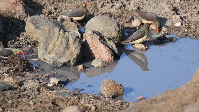Red-billed Oxpecker - ML626857638