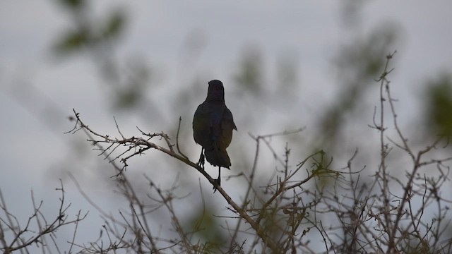 Burchell's Starling - ML626857688