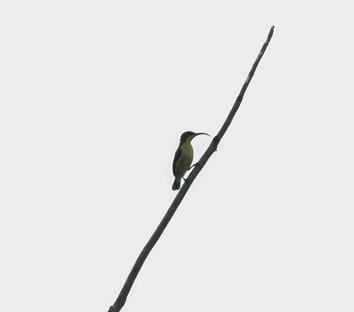 クリムネタイヨウチョウ - ML626857707