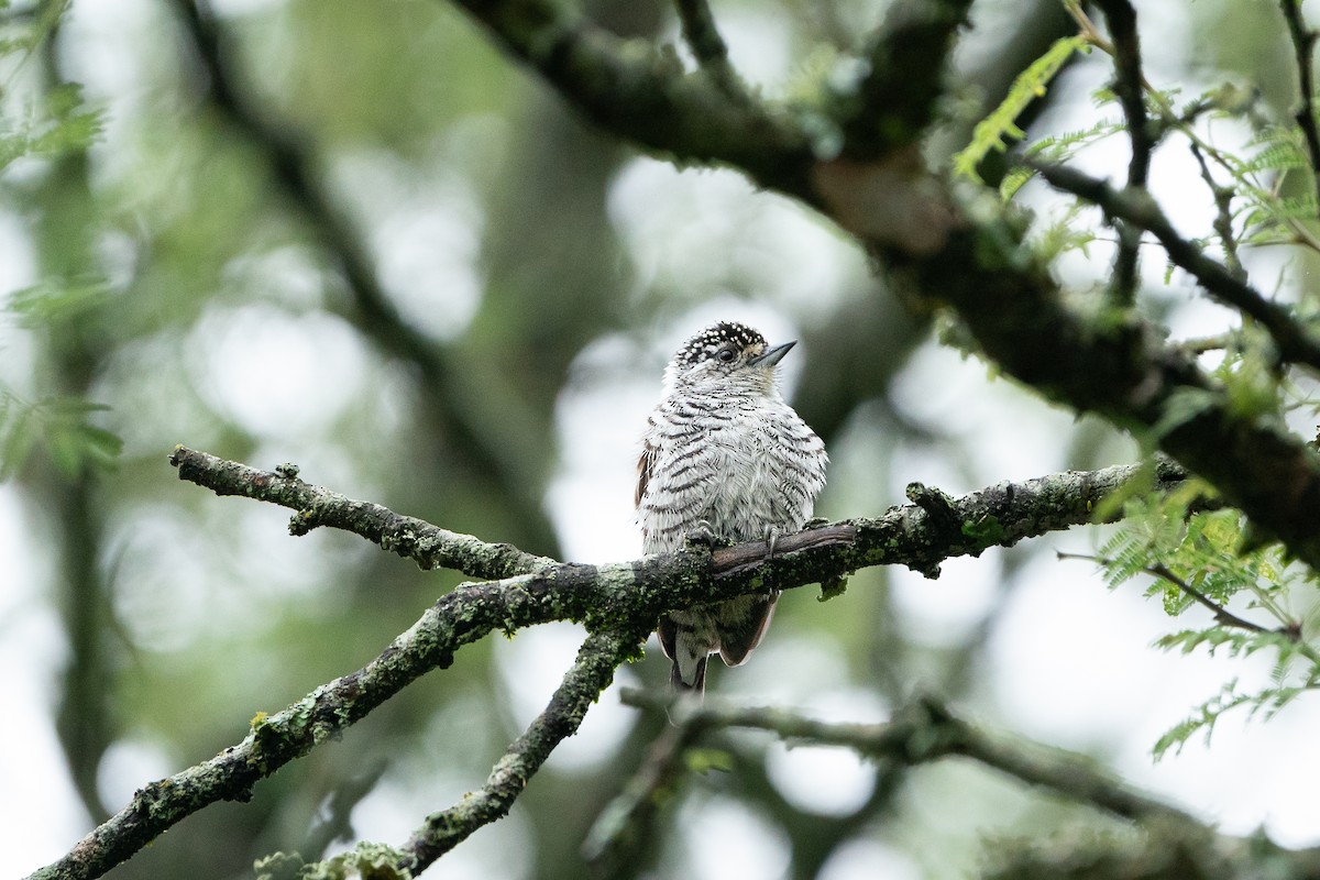 White-barred Piculet - ML626857861