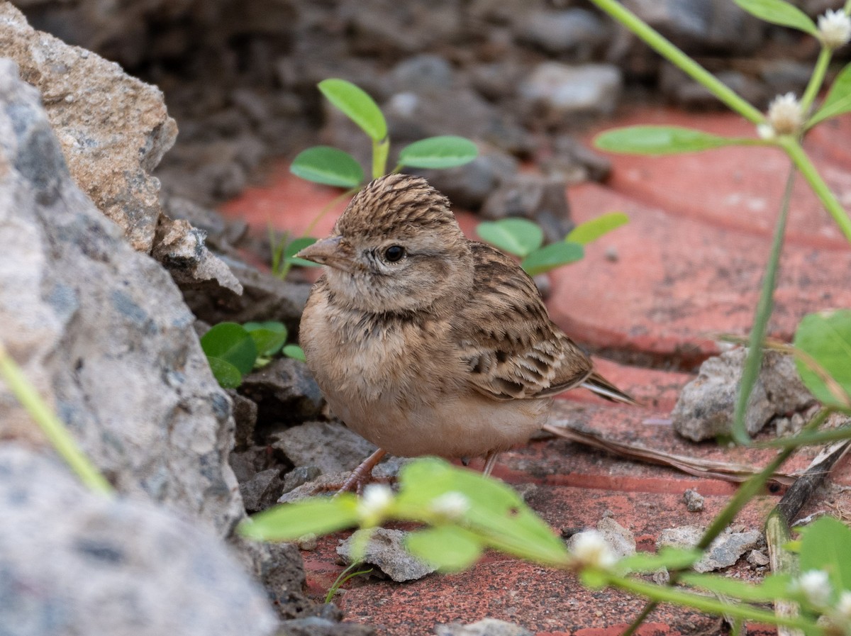 ヒメコウテンシ - ML626857921